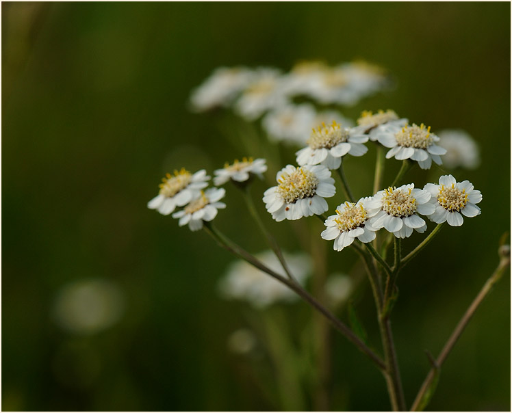 Sumpf-Schafgarbe (Achillea ptarmica)