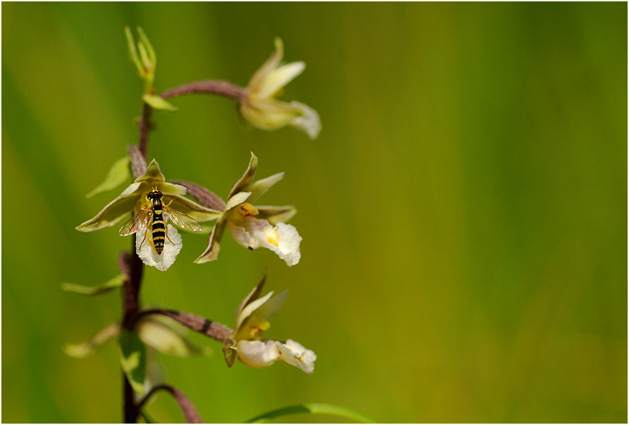 Sumpf-Stendelwurz (Epipactis palustris)