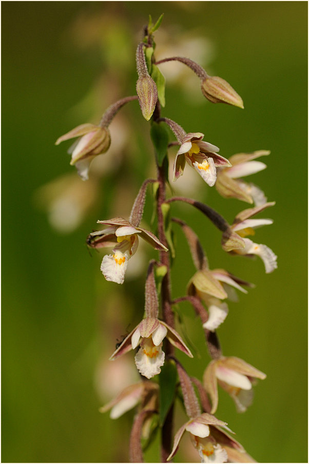 Sumpf-Stendelwurz (Epipactis palustris)