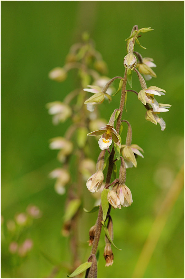 Sumpf-Stendelwurz (Epipactis palustris)