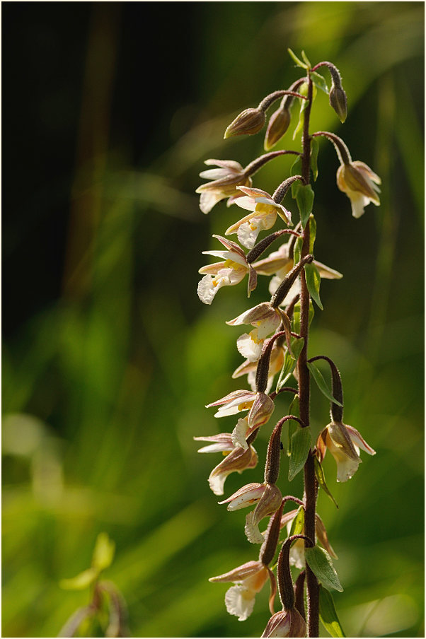 Sumpf-Stendelwurz (Epipactis palustris)