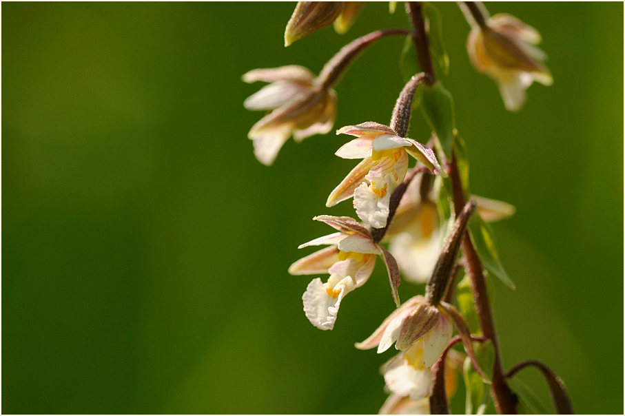 Sumpf-Stendelwurz (Epipactis palustris)