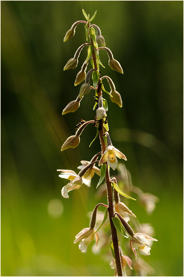 Sumpf-Stendelwurz (Epipactis palustris)