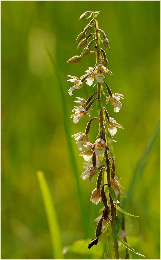 Sumpf-Stendelwurz (Epipactis palustris)