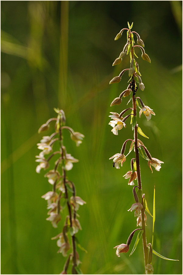 Sumpf-Stendelwurz (Epipactis palustris)