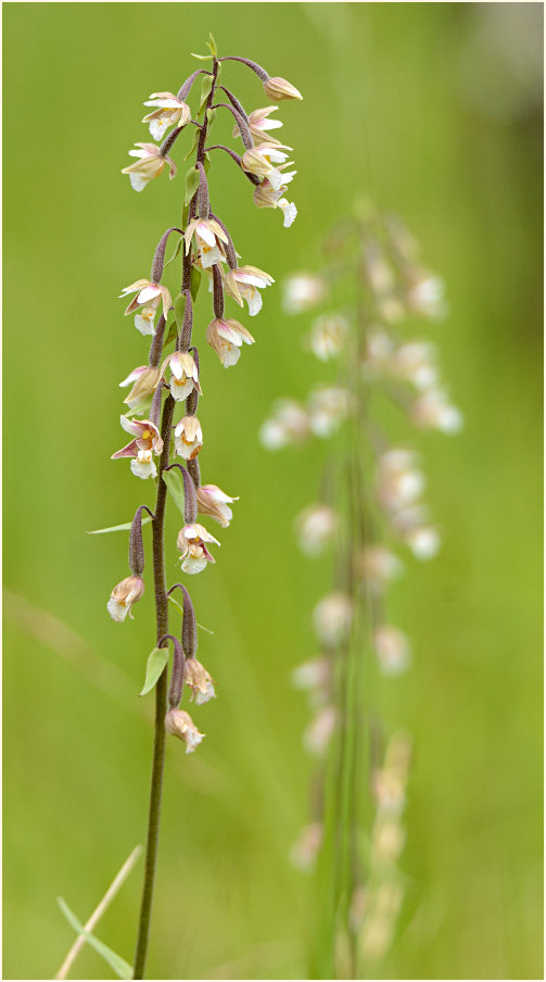 Sumpf-Stendelwurz (Epipactis palustris)