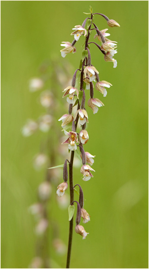 Sumpf-Stendelwurz (Epipactis palustris)