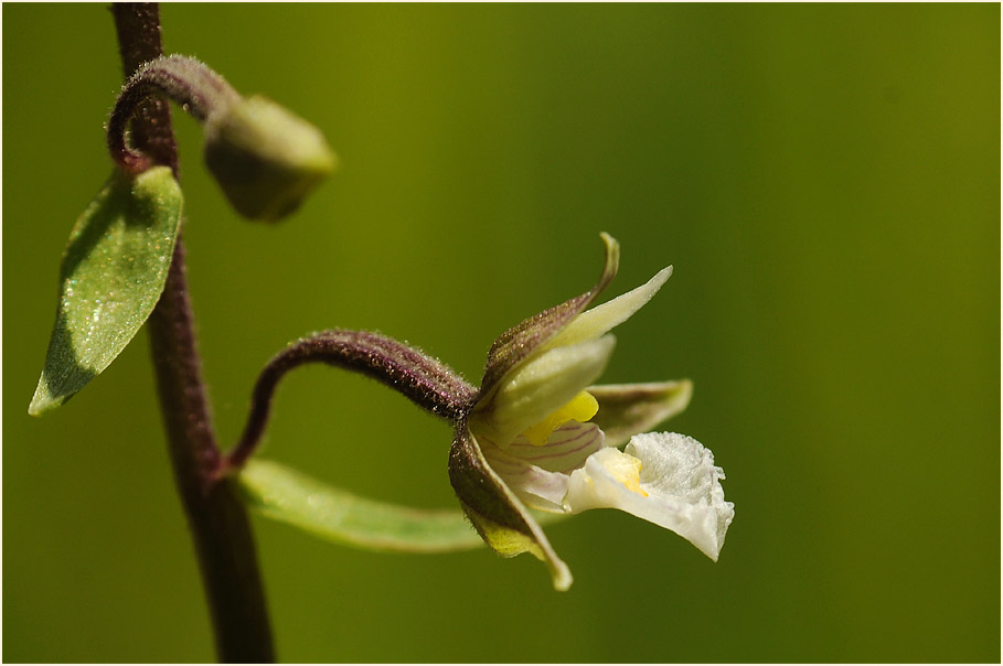 Sumpf-Stendelwurz (Epipactis palustris)