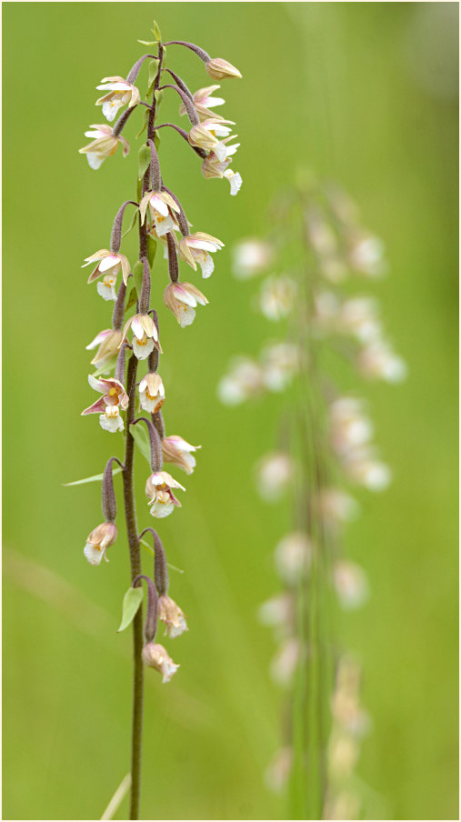 Sumpf-Stendelwurz (Epipactis palustris)