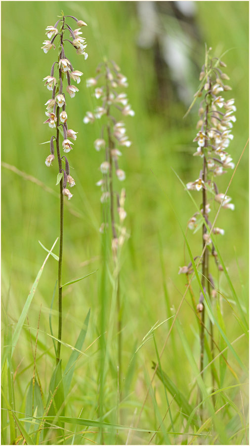 Sumpf-Stendelwurz (Epipactis palustris)