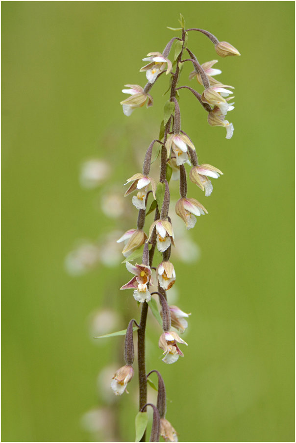 Sumpf-Stendelwurz (Epipactis palustris)