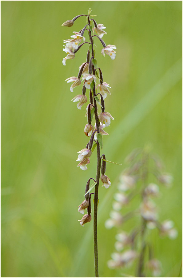 Sumpf-Stendelwurz (Epipactis palustris)