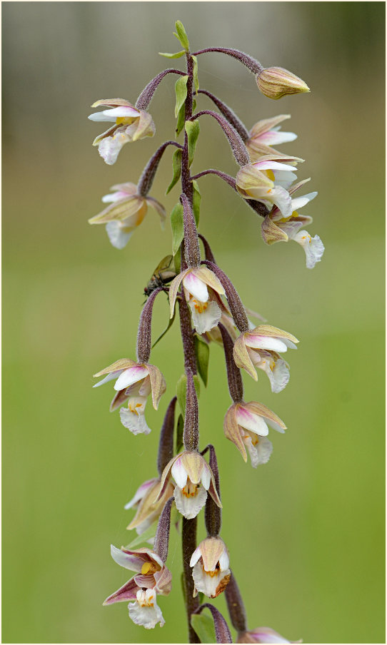 Sumpf-Stendelwurz (Epipactis palustris)