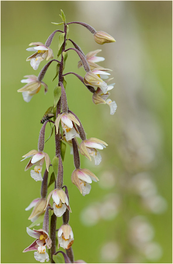 Sumpf-Stendelwurz (Epipactis palustris)