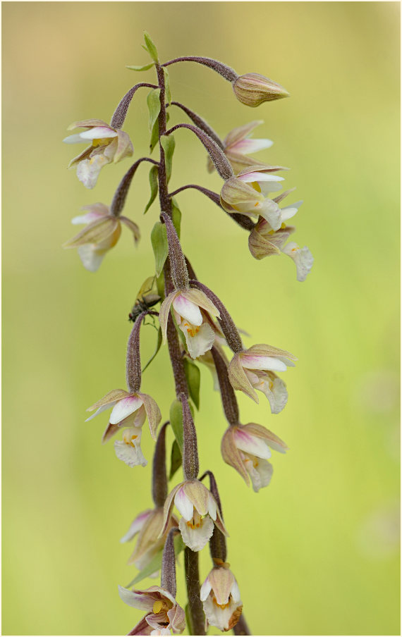 Sumpf-Stendelwurz (Epipactis palustris)