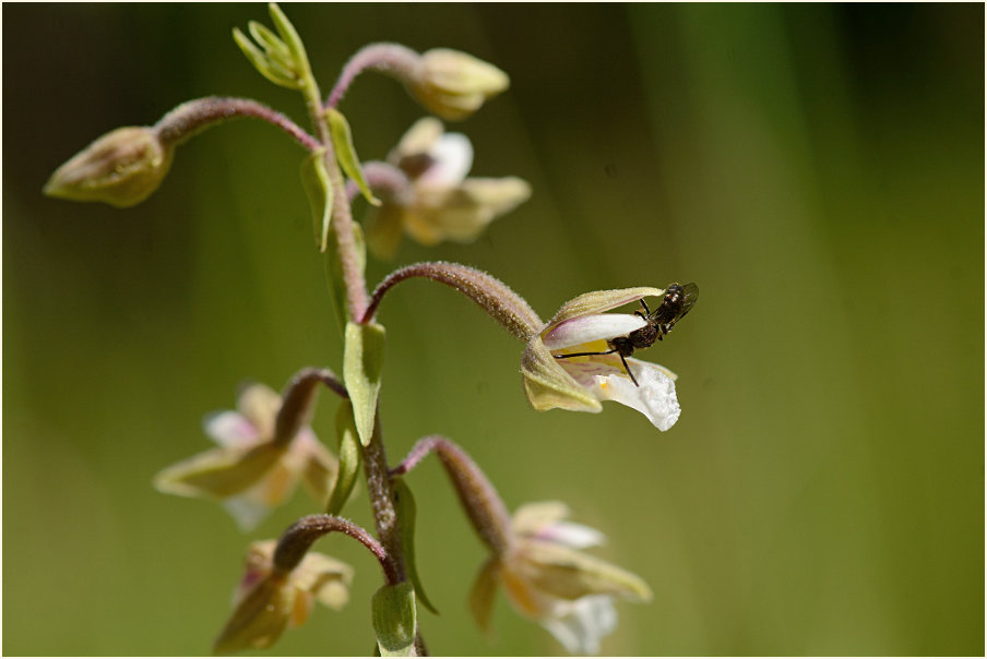 Sumpf-Stendelwurz (Epipactis palustris)