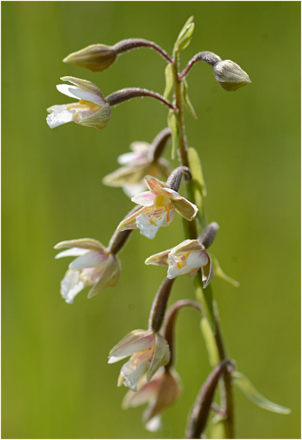 Sumpf-Stendelwurz (Epipactis palustris)