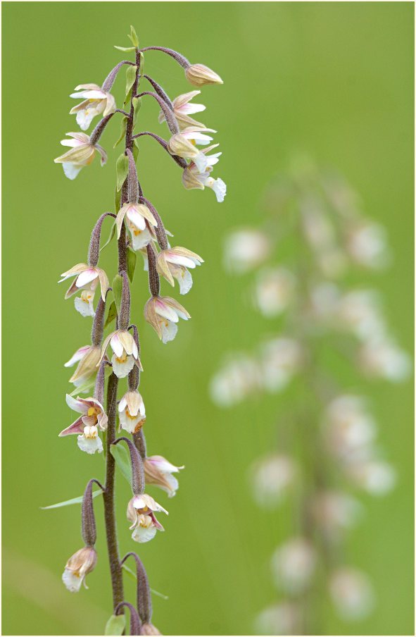 Sumpf-Stendelwurz (Epipactis palustris)