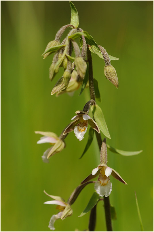 Sumpf-Stendelwurz (Epipactis palustris)