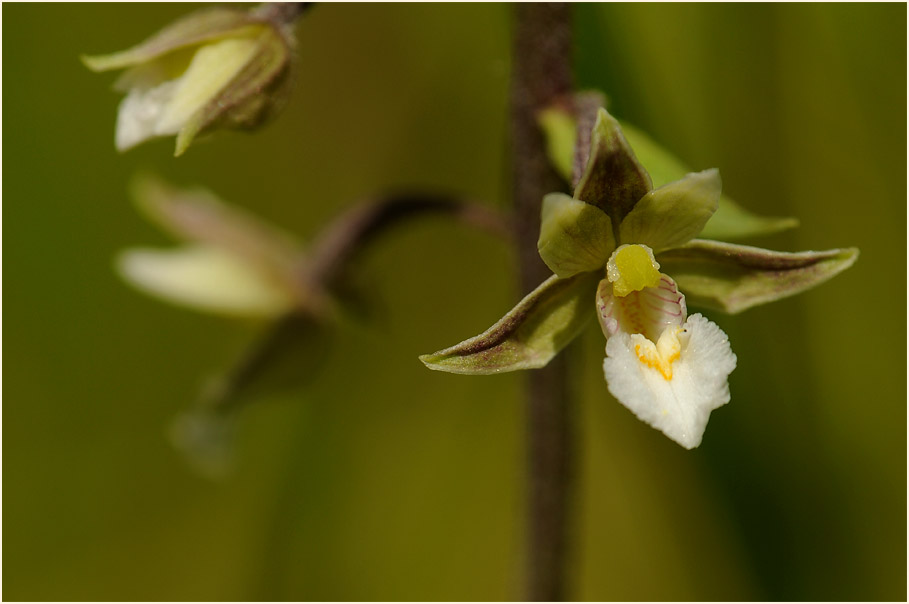 Sumpf-Stendelwurz (Epipactis palustris)