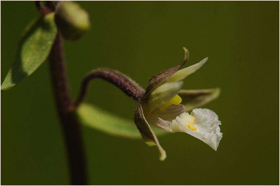 Sumpf-Stendelwurz (Epipactis palustris)