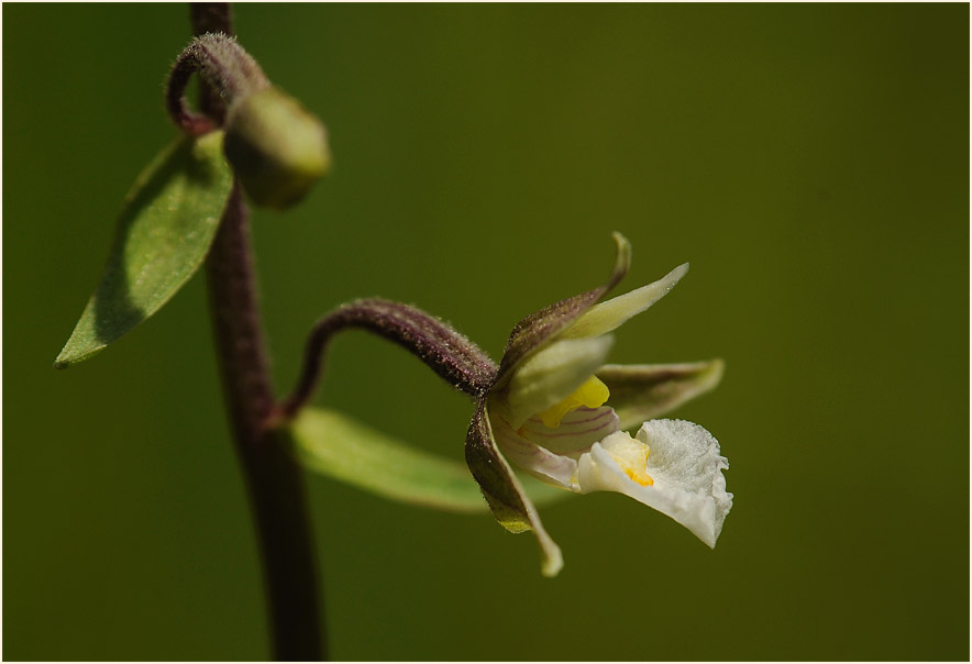 Sumpf-Stendelwurz (Epipactis palustris)