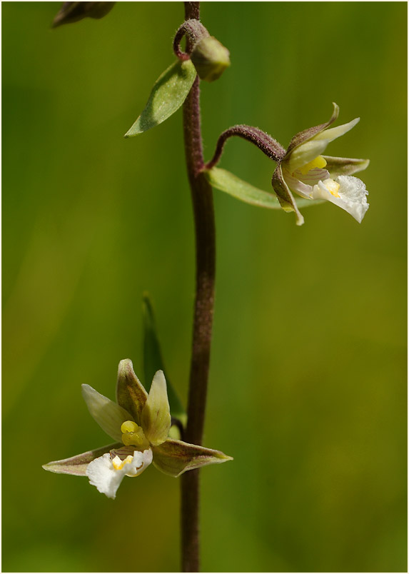 Sumpf-Stendelwurz (Epipactis palustris)