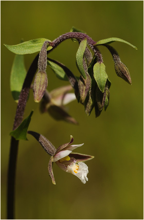 Sumpf-Stendelwurz (Epipactis palustris)