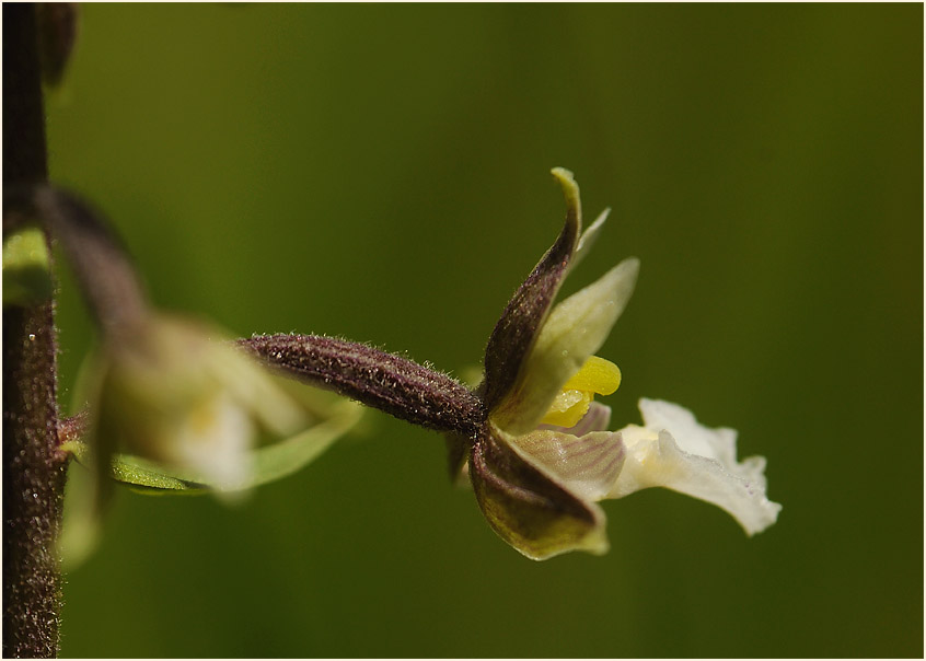 Sumpf-Stendelwurz (Epipactis palustris)