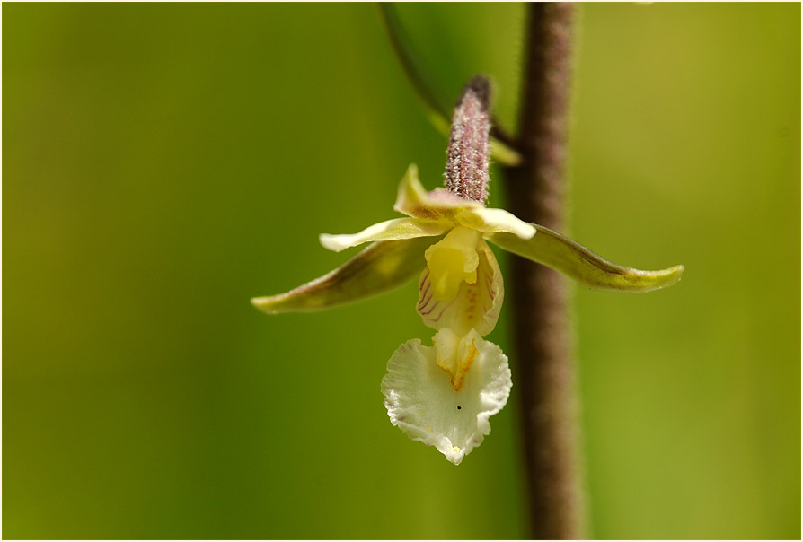 Sumpf-Stendelwurz (Epipactis palustris)