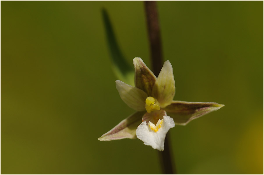 Sumpf-Stendelwurz (Epipactis palustris)