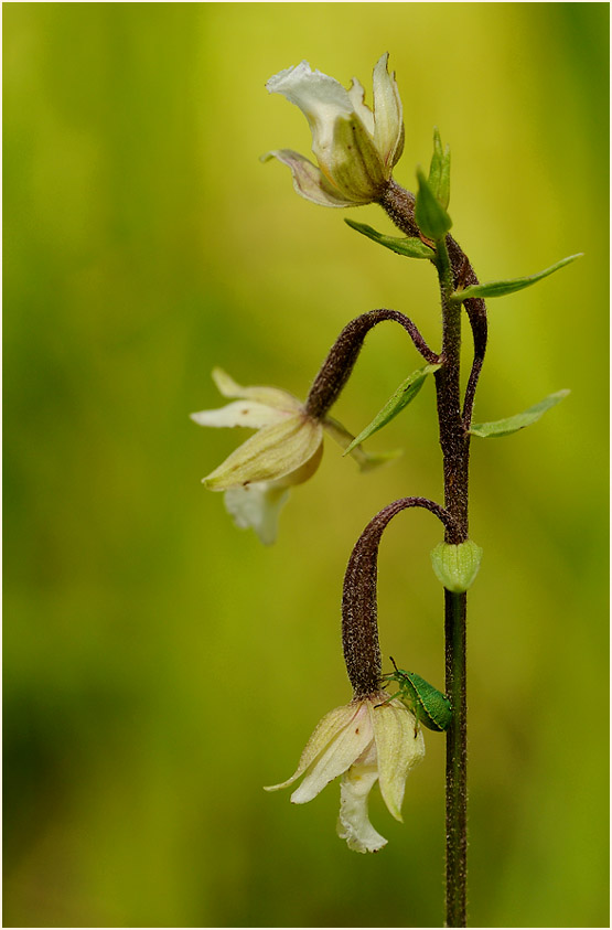 Sumpf-Stendelwurz (Epipactis palustris)