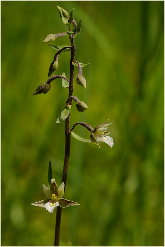 Sumpf-Stendelwurz (Epipactis palustris)