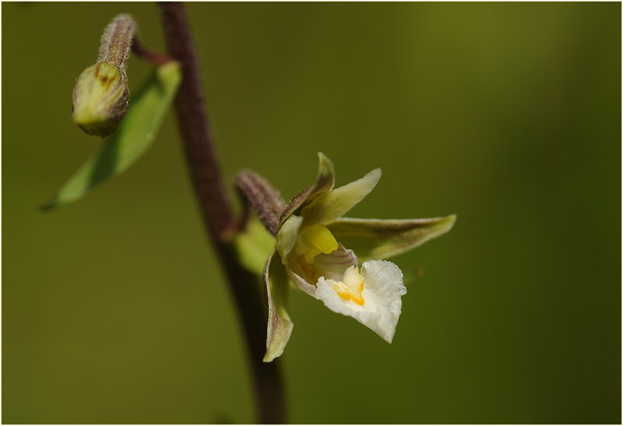 Sumpf-Stendelwurz (Epipactis palustris)