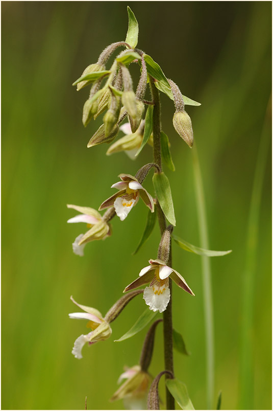 Sumpf-Stendelwurz (Epipactis palustris)