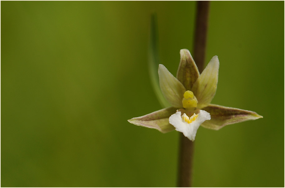 Sumpf-Stendelwurz (Epipactis palustris)