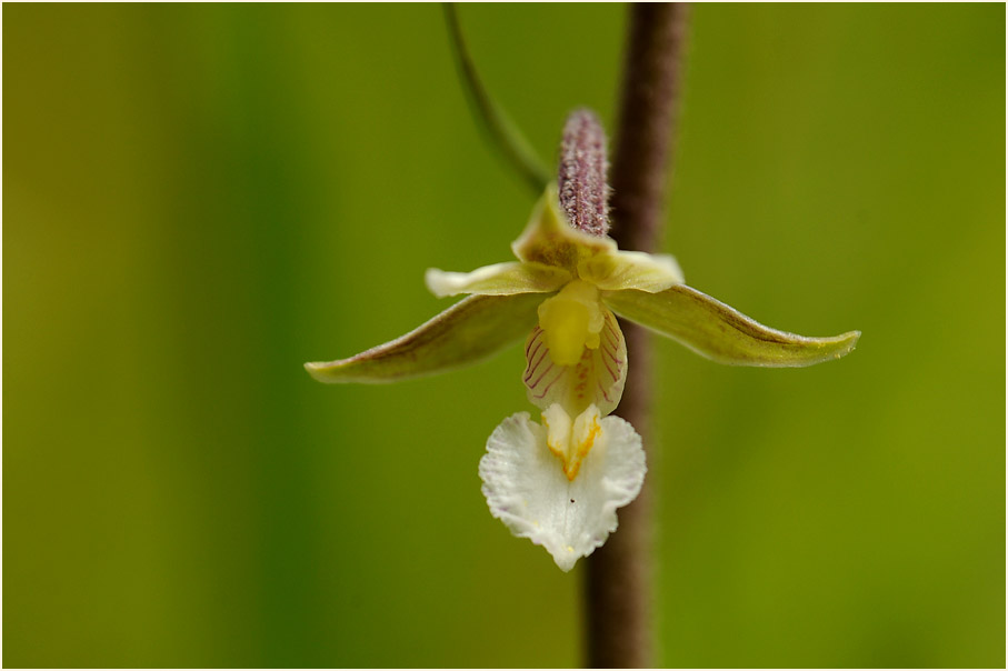 Sumpf-Stendelwurz (Epipactis palustris)