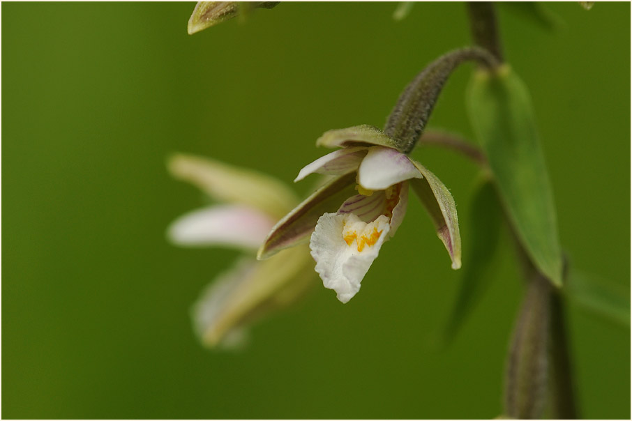 Sumpf-Stendelwurz (Epipactis palustris)