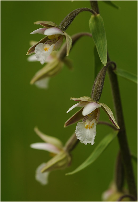 Sumpf-Stendelwurz (Epipactis palustris)