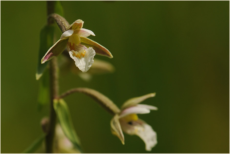 Sumpf-Stendelwurz (Epipactis palustris)