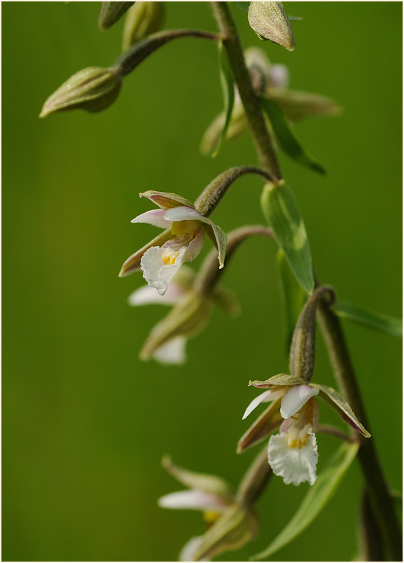 Sumpf-Stendelwurz (Epipactis palustris)