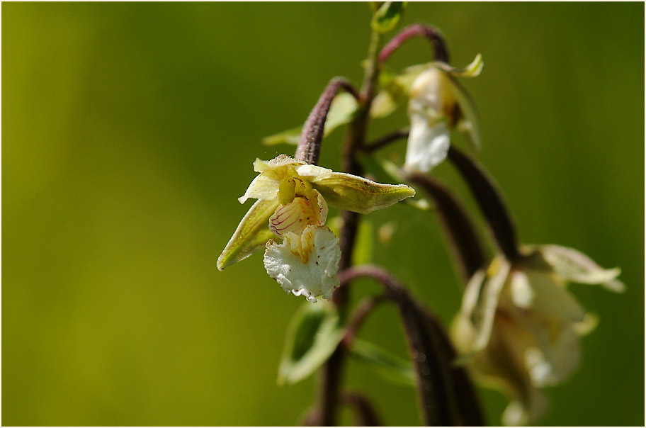 Sumpf-Stendelwurz (Epipactis palustris)