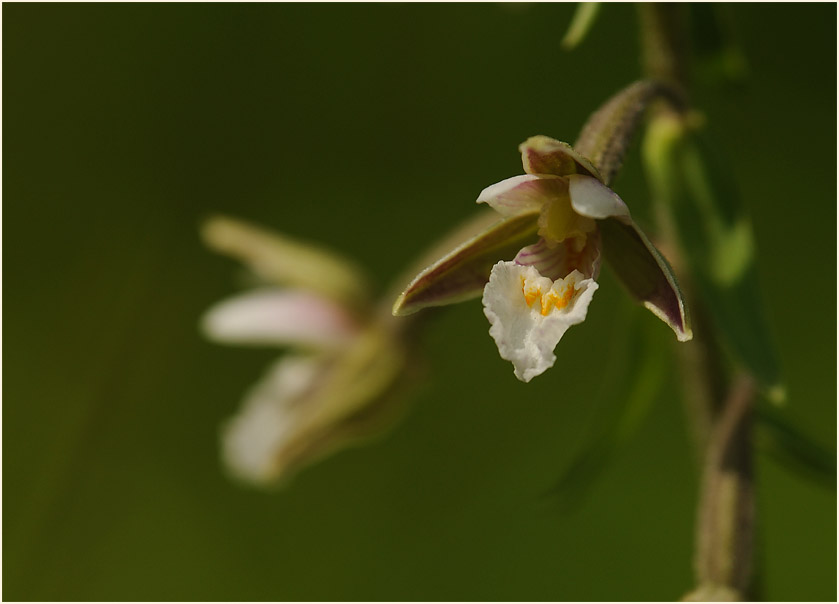 Sumpf-Stendelwurz (Epipactis palustris)