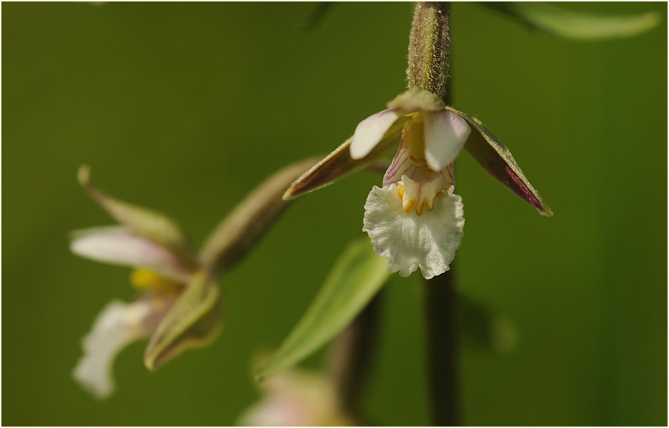 Sumpf-Stendelwurz (Epipactis palustris)