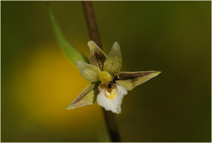 Sumpf-Stendelwurz (Epipactis palustris)