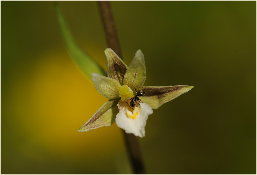 Sumpf-Stendelwurz (Epipactis palustris)