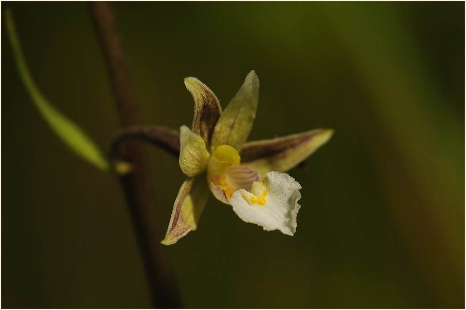 Sumpf-Stendelwurz (Epipactis palustris)