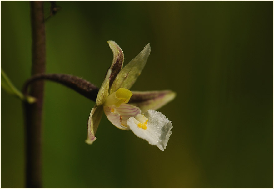 Sumpf-Stendelwurz (Epipactis palustris)