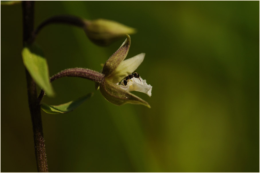 Sumpf-Stendelwurz (Epipactis palustris)