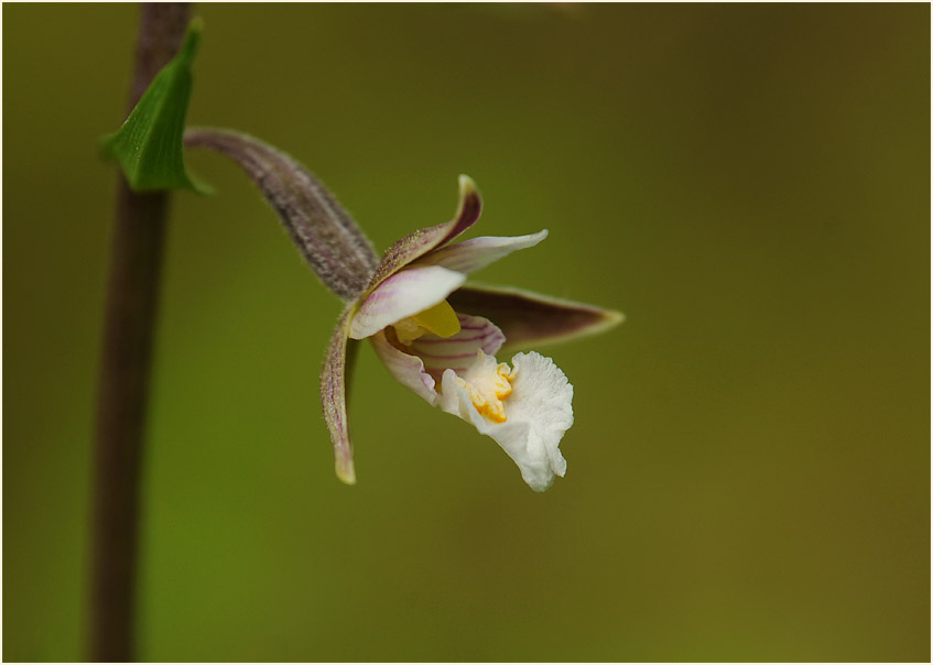 Sumpf-Stendelwurz (Epipactis palustris)